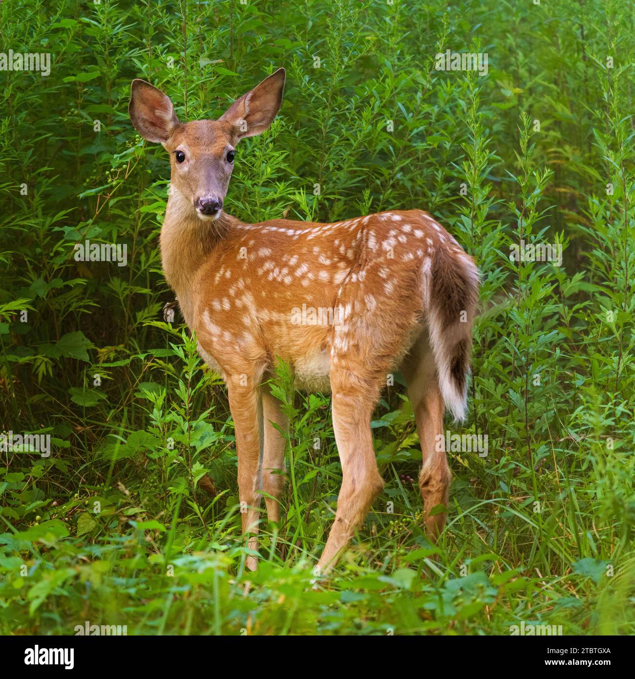 Fauve en fourré, cerf de Virginie, Odocoileus virginianus, adorable jeune animal, Rockwood Hall Park, Comté de Westchester dans la vallée de l'Hudson, NY Banque D'Images