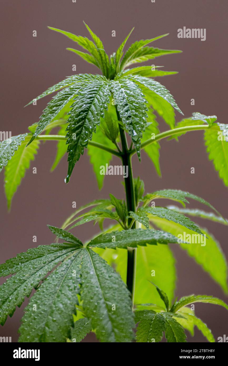 Gros plan d'une jeune plante de cannabis avec des feuilles mouillées recouvertes de gouttelettes d'eau Banque D'Images