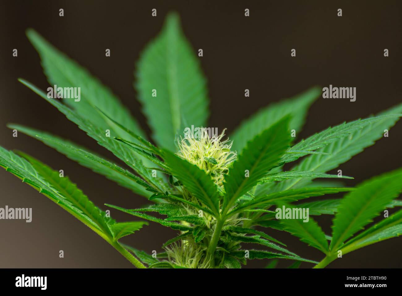 Détail d'une plante de cannabis avec de jeunes bourgeons poussant entre les feuilles Banque D'Images
