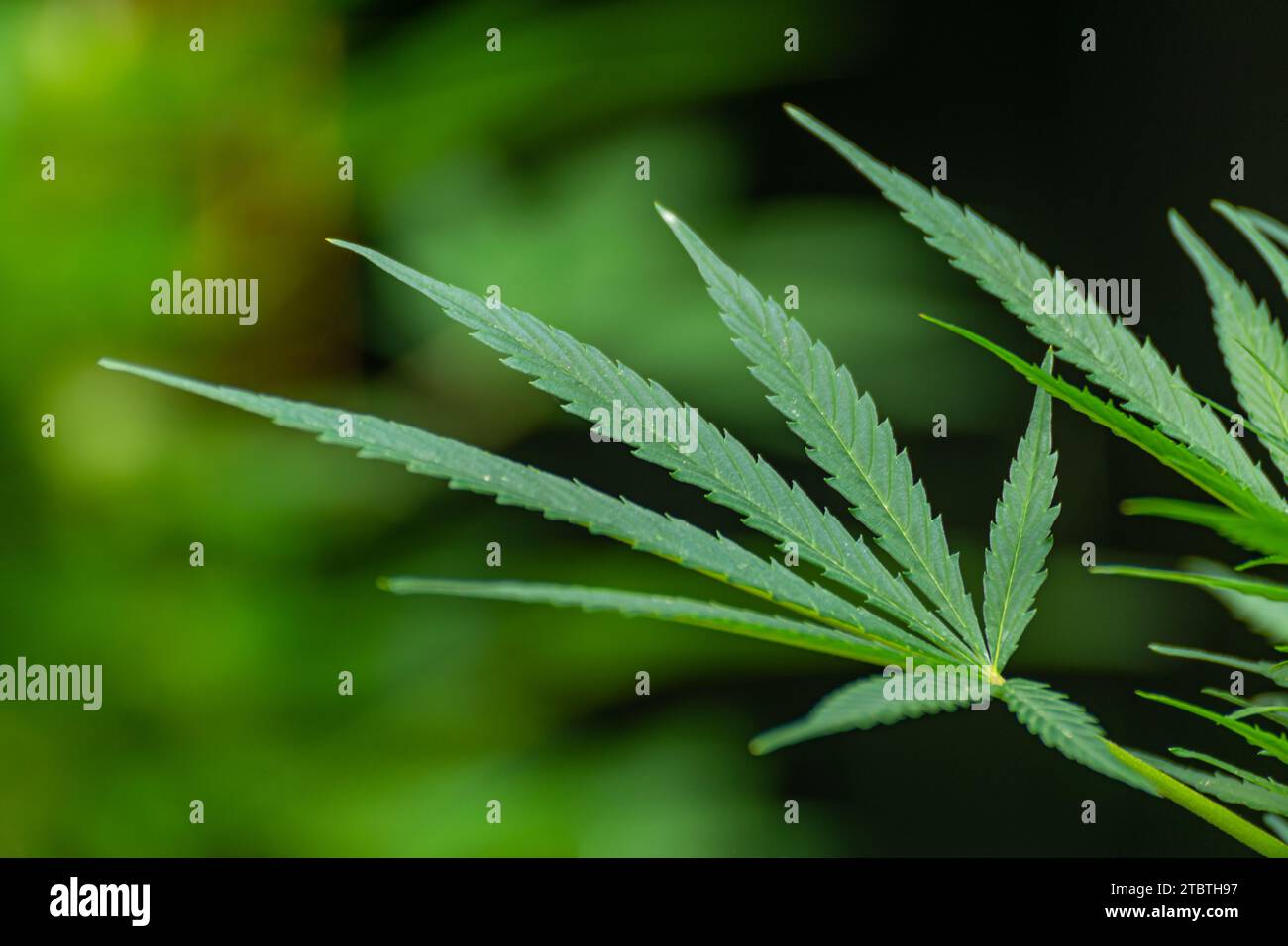 Gros plan de la feuille d'une plante de cannabis avec plus de plantes en arrière-plan Banque D'Images