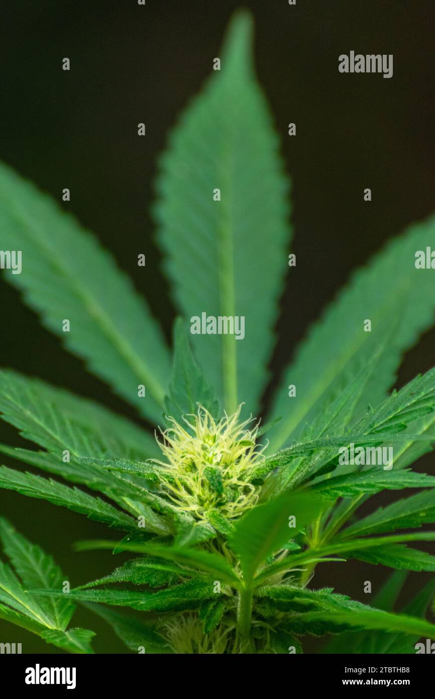 Détail d'une plante de cannabis avec de jeunes bourgeons poussant entre les feuilles Banque D'Images