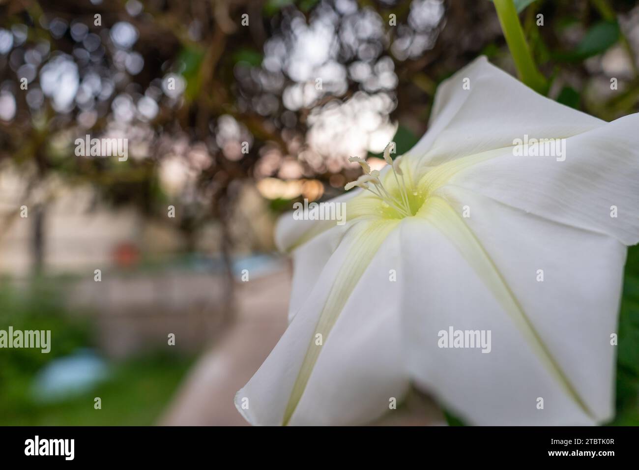 fleur blanche de la creeper ipomoea alba Banque D'Images