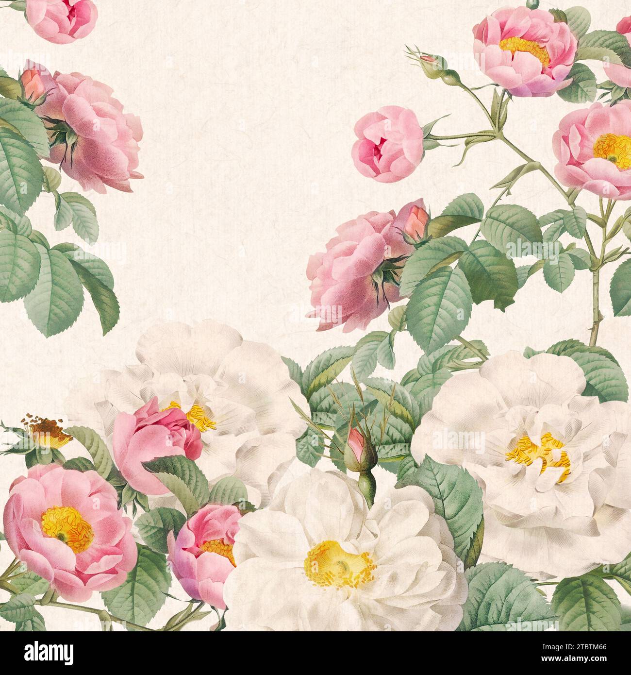 Fleurs roses . Motif floral dans un format carré. Vibes d'aquarelle florale numérique sur fond beige texturé. Charme rustique avec des couleurs vives. Banque D'Images