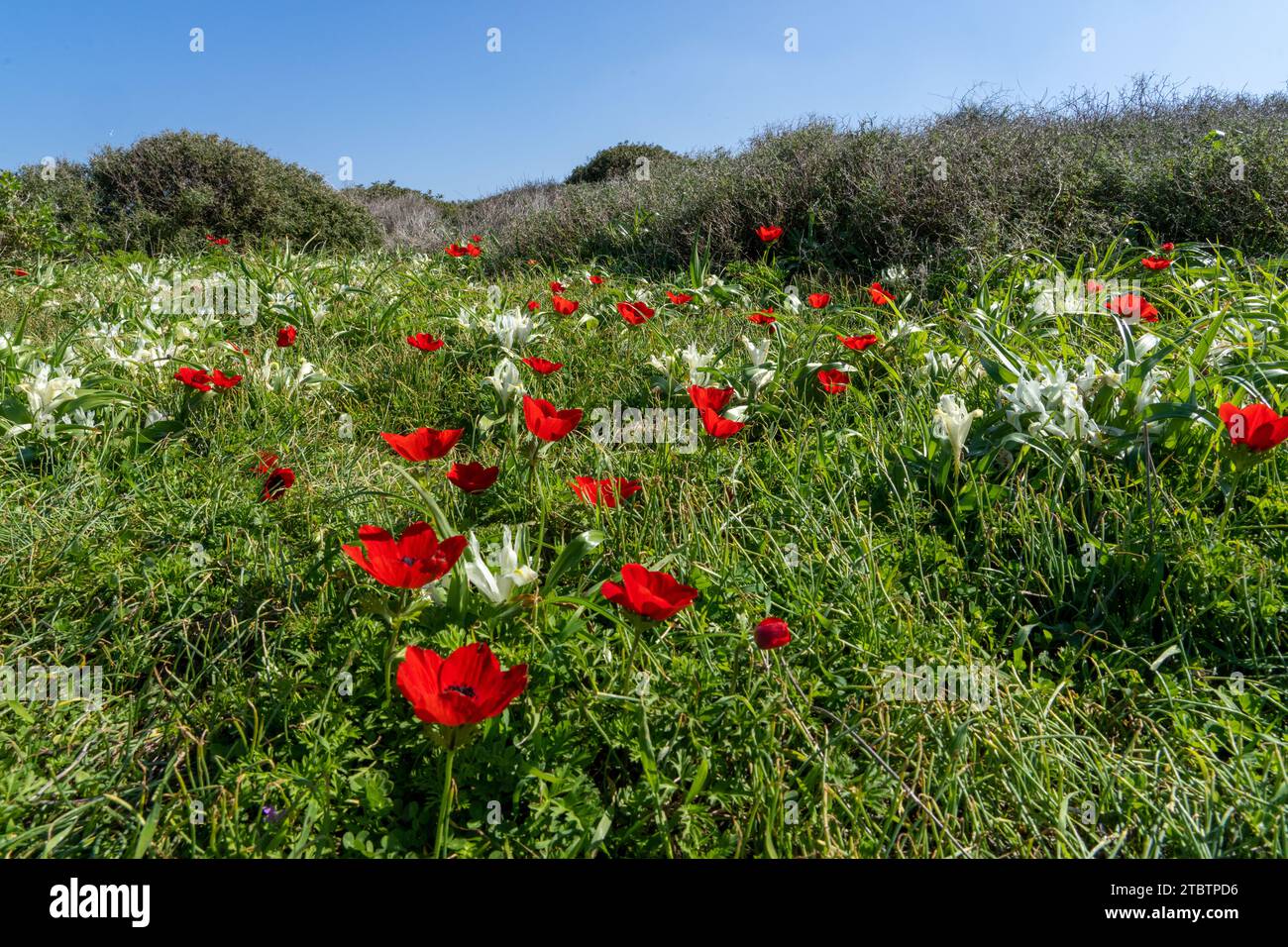Anémone coronaria, anémone de pavot, souci espagnol, ou fleur de vent, est une espèce de plante à fleurs de la famille des buttercups Banque D'Images