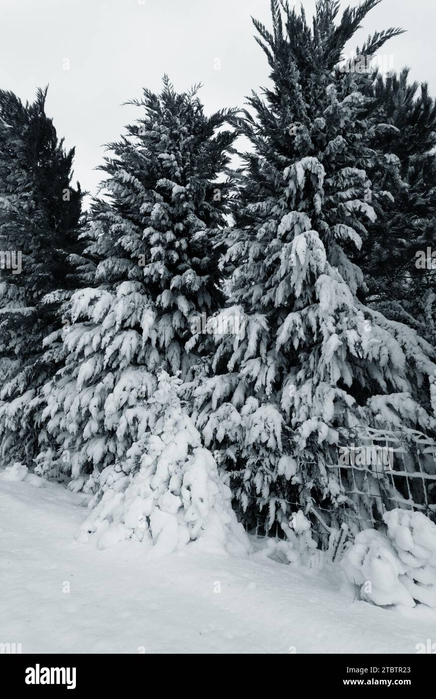 Paysage rural enneigé, paysage rural d'hiver, jour glacial, arbres enneigés. Pins, épinettes, arbres dans la neige moelleuse. Carte d'hiver du nouvel an, fond Banque D'Images