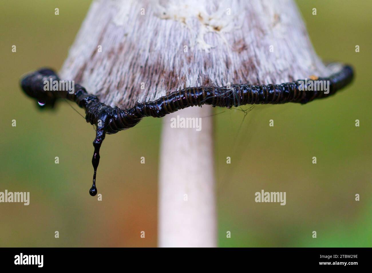 Le liquide noir inky s'écoule du chapeau d'un champignon à bouchon d'encre shaggy, Coprinus comatus. Le liquide est chargé de spores, qui se jettent dans de nouveaux habitats Banque D'Images