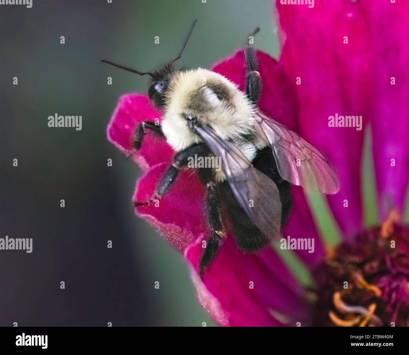 Une reine Common Eastern Bumble Bee (Bombus impatiens) se préparant à voler sur une fleur rose de zinnia. Long Island, New York, États-Unis Banque D'Images