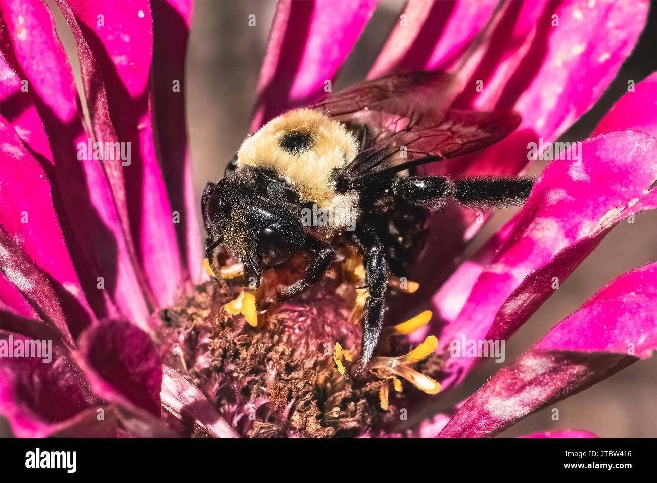 Une femelle de charpentier (Xylocopa virginica) nourrissant et pollinisant une fleur rose de zinnia. Long Island, New York, États-Unis Banque D'Images