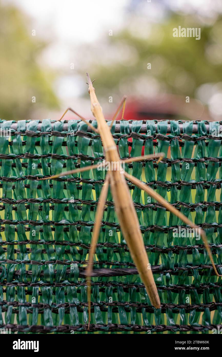 Une punaise brune (Phasmatodea) Banque D'Images