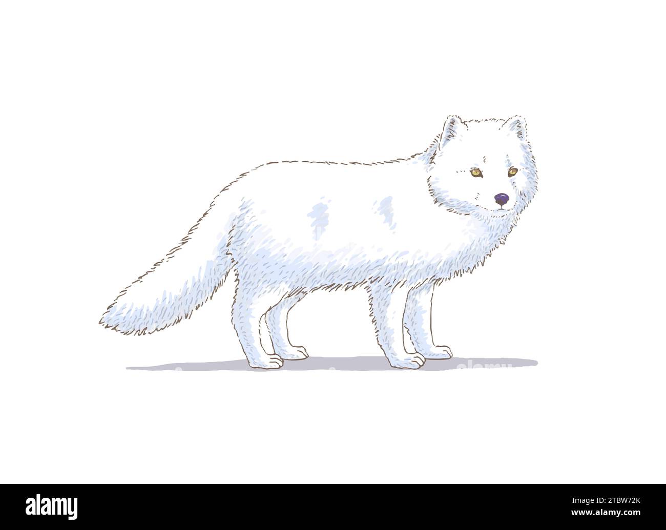 Illustration vectorielle Arctic Fox dessinée à la main Illustration de Vecteur
