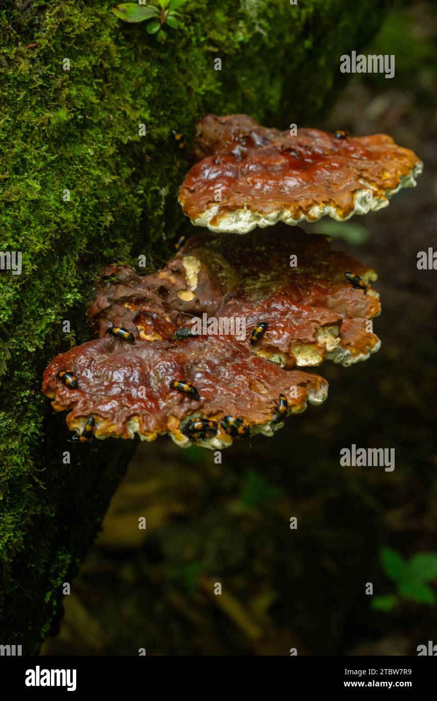 Groupe de coléoptères fongiques agréables se rassemblent sur deux étagères de champignons sur Mossy Tree Trunk dans les montagnes de Caroline du Sud Banque D'Images