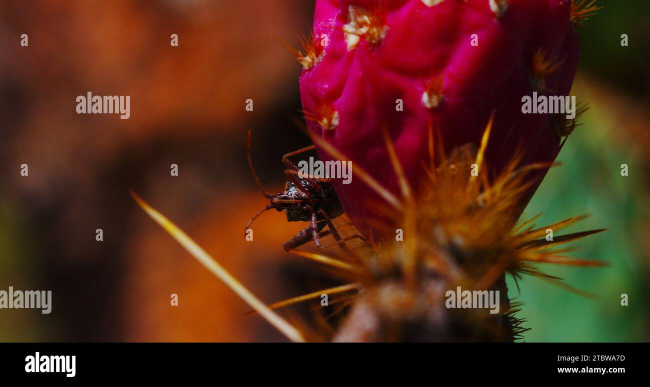 Cactus bug avec un comportement expressif, explore un cactus à poire de Barbarie en fleurs et une biosphère miniature. Belle scène macro avec des couleurs riches. Banque D'Images