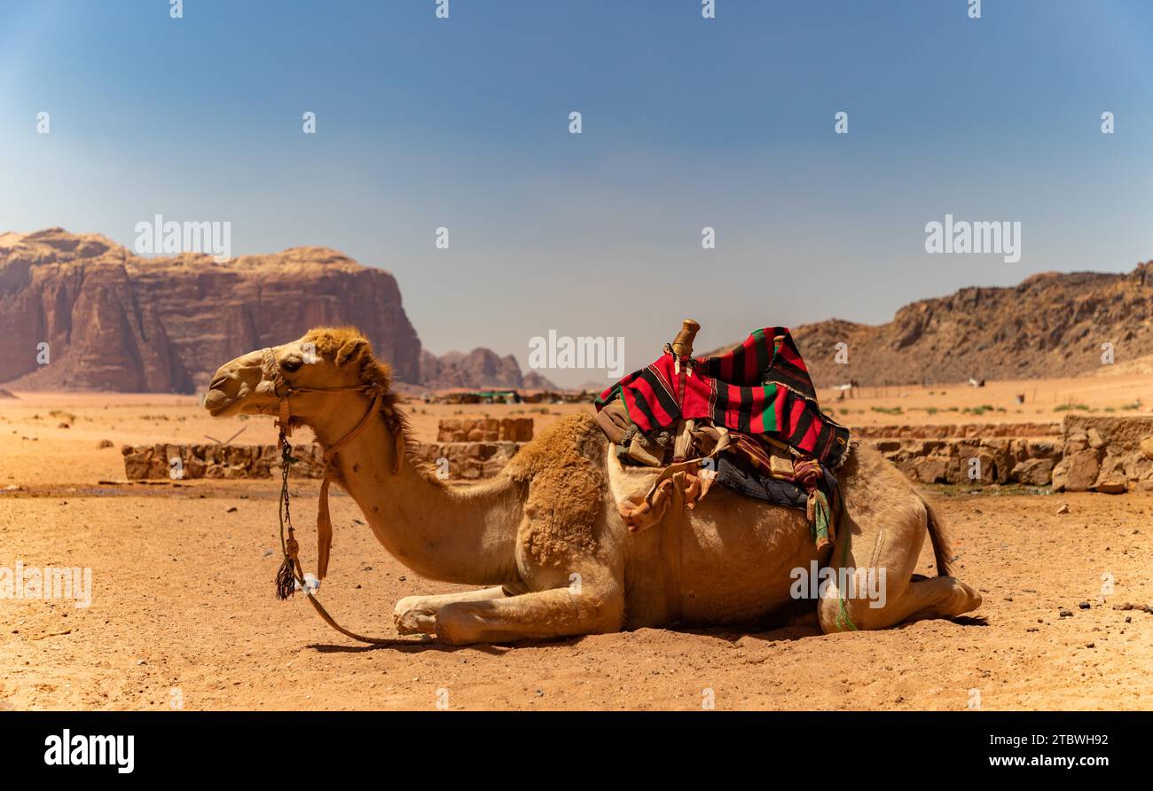 Une photo d'un dromadaire reposant dans un camp désertique (Wadi Rum) Banque D'Images