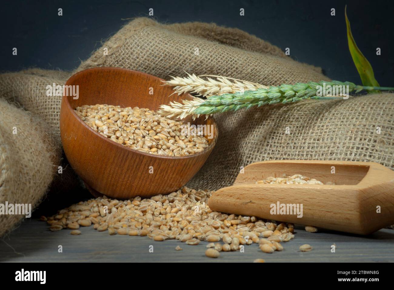 Les semences de blé de répandre à partir d'un bol en bois avec les oreilles ou vert et ripe blé d'or sur toile de jute dans une vue en gros des aliments de base et l'alimentation saine Banque D'Images