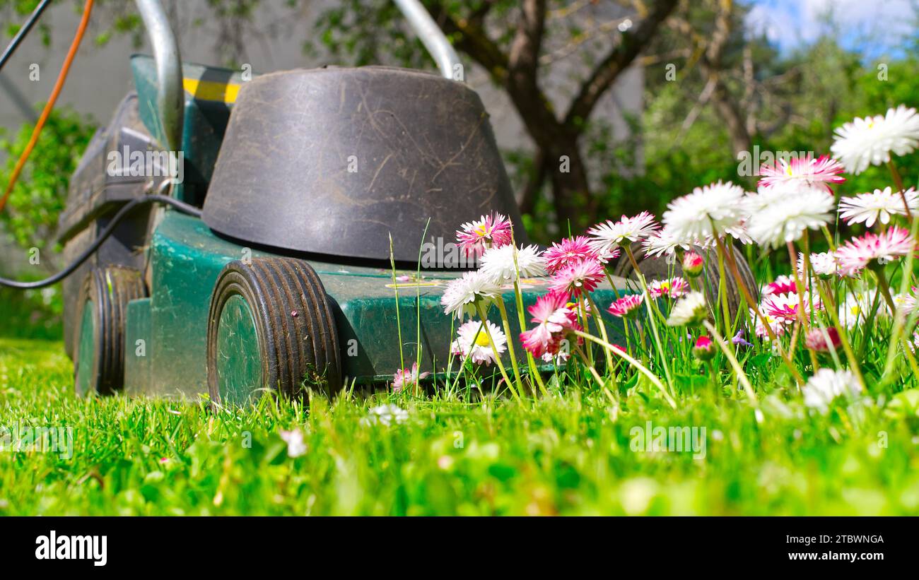 Concept de saison et d'entretien de cour avec tondeuse électrique et fleurs de printemps blanches et roses dans une pelouse de jardin verte Banque D'Images Concept de saison et d'entretien de cour avec tondeuse électrique et fleurs de printemps blanches et roses dans une pelouse de jardin verte Banque D'Images