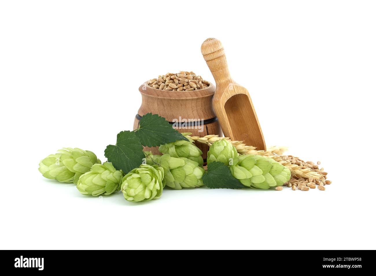 Bière ou boisson encore la vie avec des cônes de houblon vert frais près d'un baril avec grain de blé isolé sur un fond blanc Banque D'Images