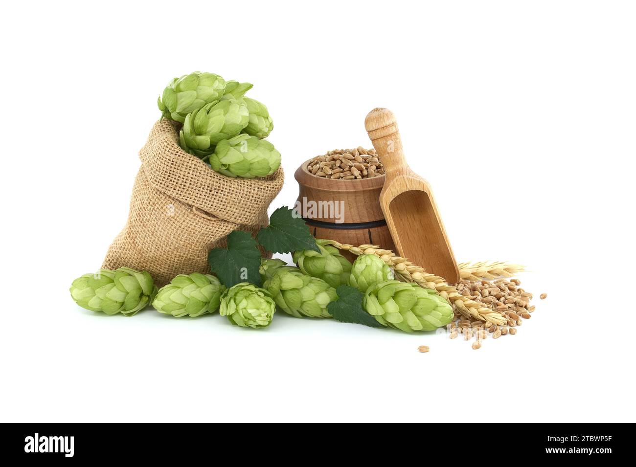 Bière ou boisson encore vie avec des cônes de houblon vert frais qui se répande d'un sac hessien près d'un baril avec grain de blé isolé sur fond blanc Banque D'Images