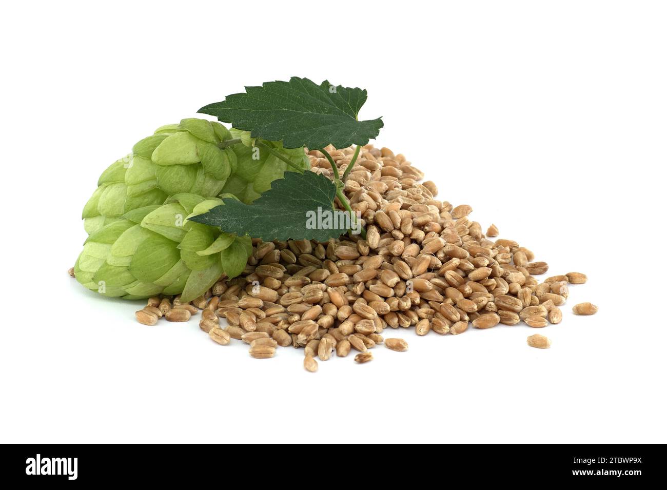 Cônes de houblon vert frais et graines de blé isolées sur fond blanc, bière brassicole et ingrédients pharmaceutiques Banque D'Images