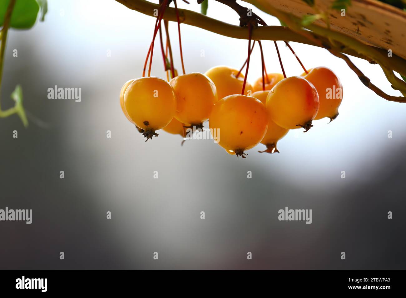 Branche de pomme de crabe européen (Malus sylvestris) ou pomme sauvage Banque D'Images