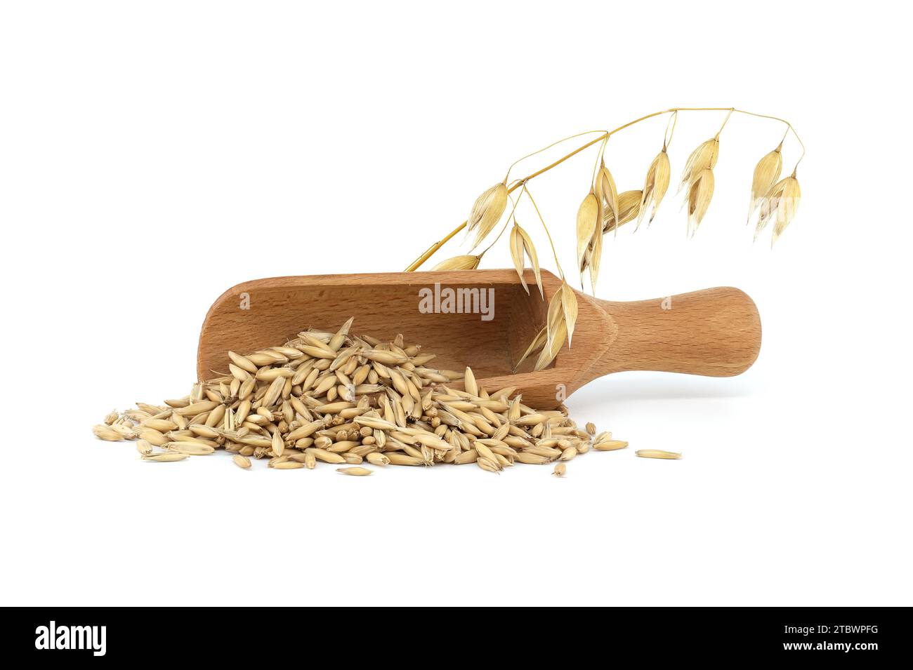 Tas de grains d'avoine biologiques avec des coques ou des enveloppes dans une pelle en bois isolée sur fond blanc. Grains d'avoine entiers avec enveloppe. Agriculture, alimentation et Banque D'Images