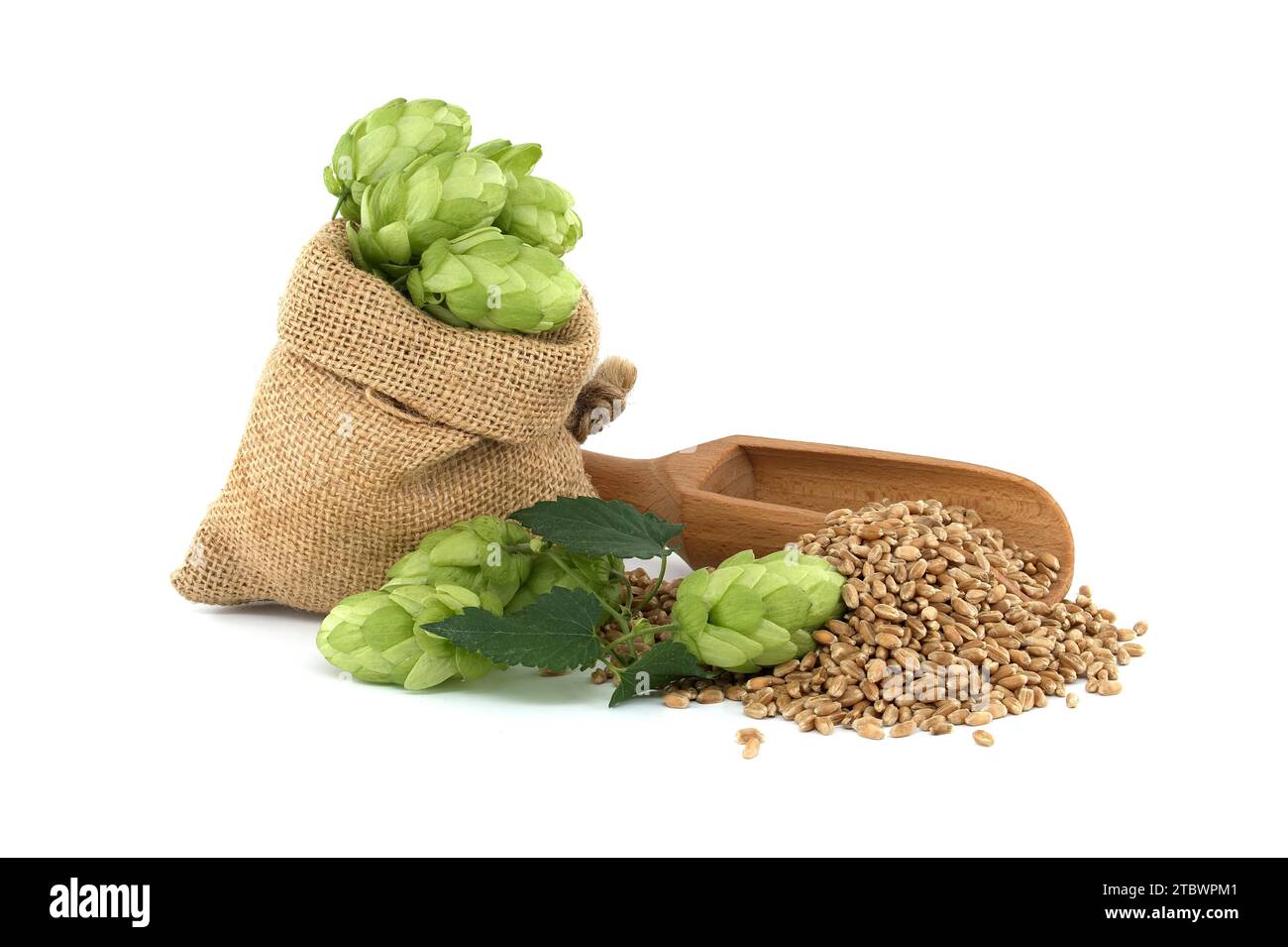 Cônes de houblon vert frais se déversant d'un sac hessien près des graines de grain de blé et pelle en bois isolé sur un fond blanc, composants de la bière Banque D'Images