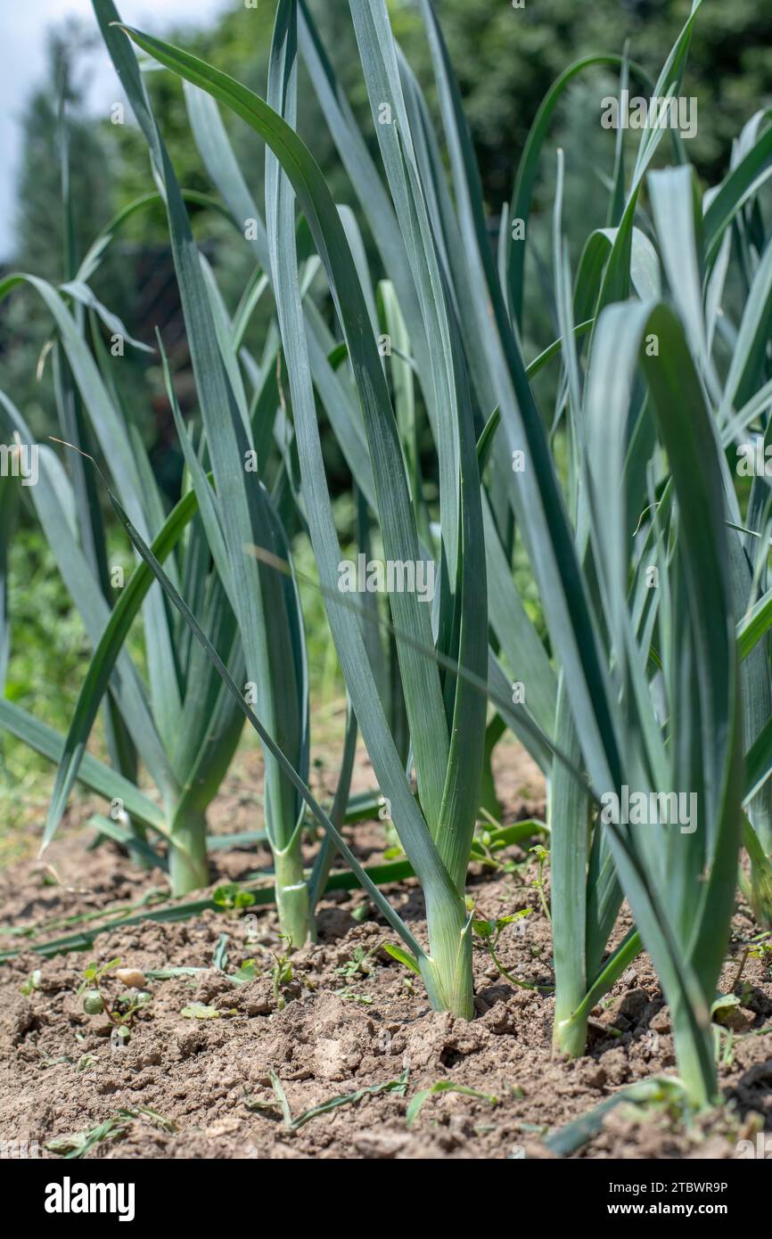 Poireaux biologiques (Allium ampeloprasum) poussant dans le jardin. Les poireaux sauvages à feuilles larges dans un sol Banque D'Images
