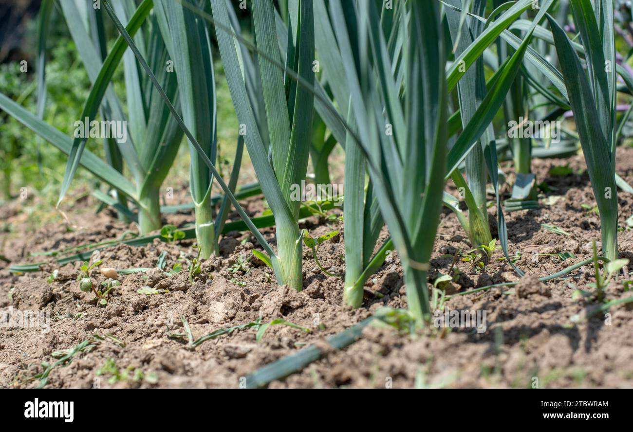 Poireaux biologiques (Allium ampeloprasum) poussant dans le jardin. Les poireaux sauvages à feuilles larges dans un sol Banque D'Images