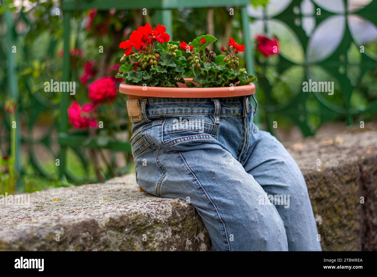Jardinière bleu jeans avec fleurs rouge écarlate Pelargonium peltatum. Décoration de jardin vintage Banque D'Images