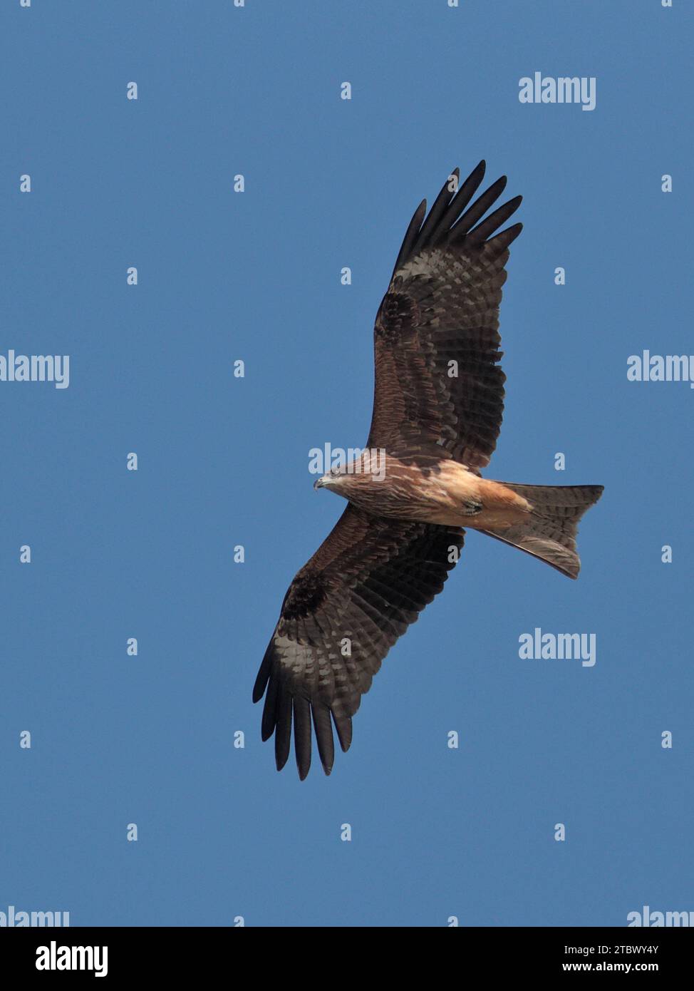 Cerf-volant noir (Milvus migrans), vue verticale d'un seul oiseau en vol d'en bas, Hong Kong, Chine Banque D'Images