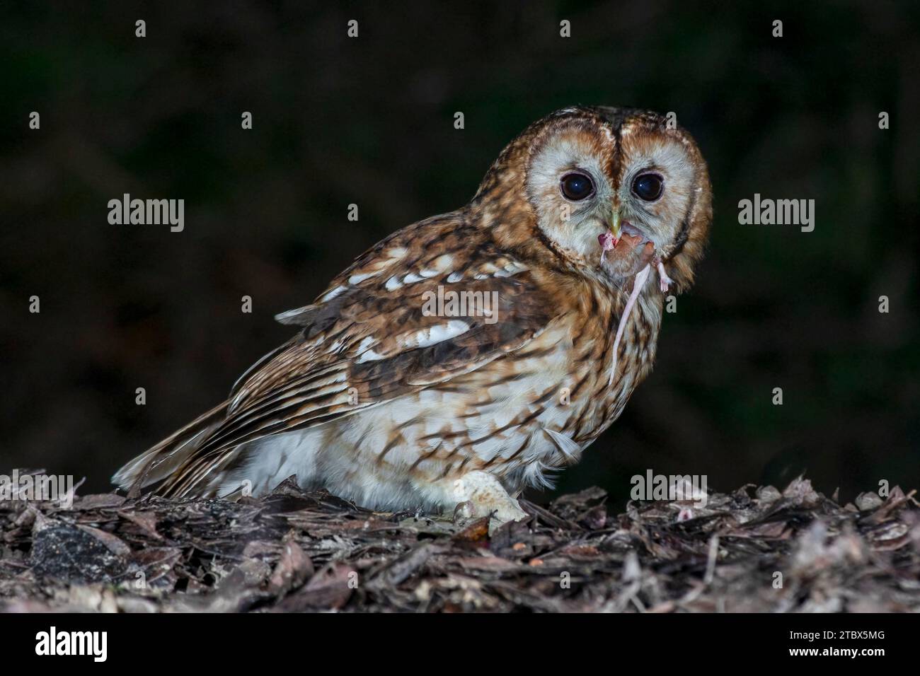 Un hibou tawny, Strix aluco, pris la nuit. Il regarde la caméra et a une proie à moitié mangée dans son bec. Un arrière-plan sombre avec espace pour le texte. Banque D'Images