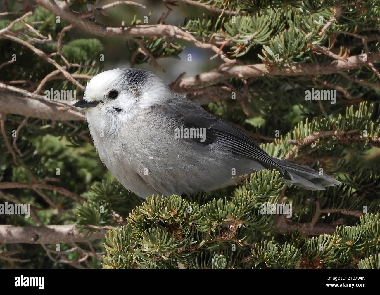 l'oiseau casse-noix de clark perché dans un pin en hiver au lac emerald dans le parc national de rocky mountain, colorado Banque D'Images