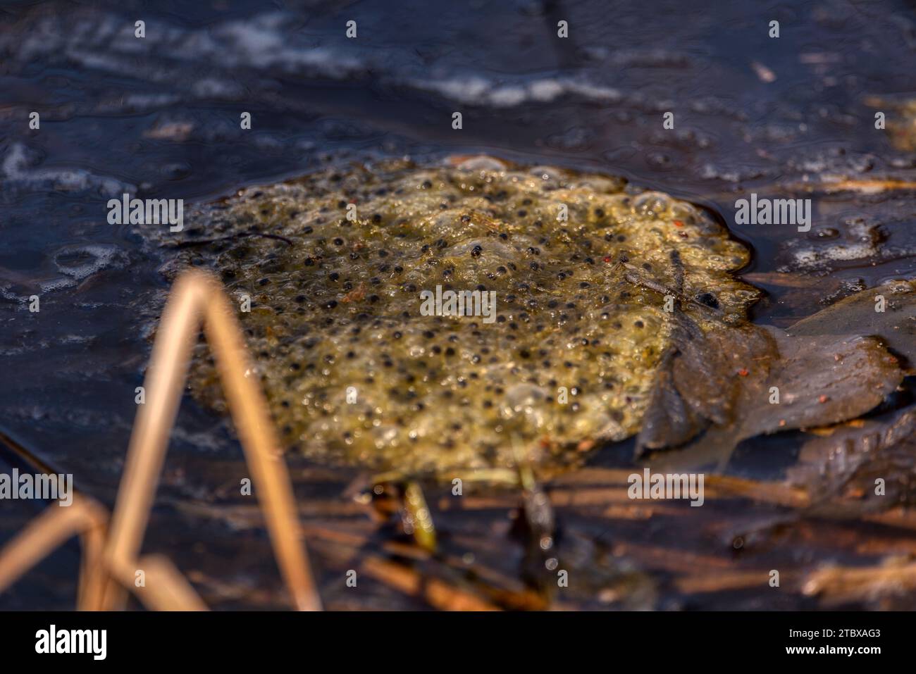 Oeufs marinés de grenouilles sur la surface de l'étang. La friture flotte sur la surface près des roseaux. Banque D'Images