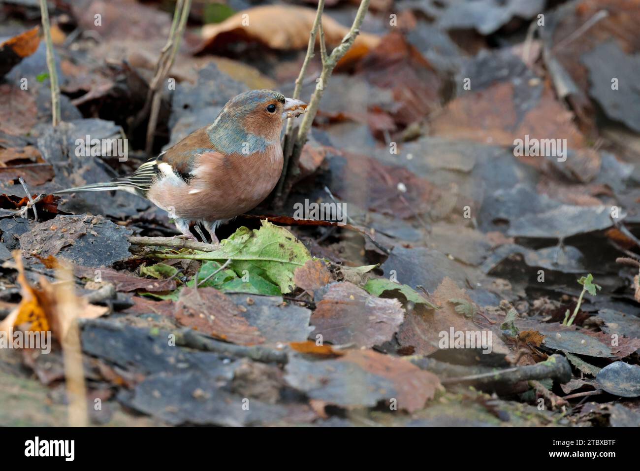 Chaffinch Fringilla coelebs, oiseau mâle sur la litière de feuilles d'hiver rose rougeâtre face dessous, bleu couronne châtaignier dos patch d'épaule blanc et barre d'aile Banque D'Images