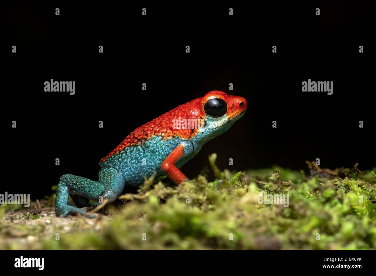 Grenouille à poison granulaire ou grenouille à poison granulaire (Oophaga granulifera) est une espèce de grenouille de la famille des Dendrobatidae, présente au Costa Rica et à Pan Banque D'Images