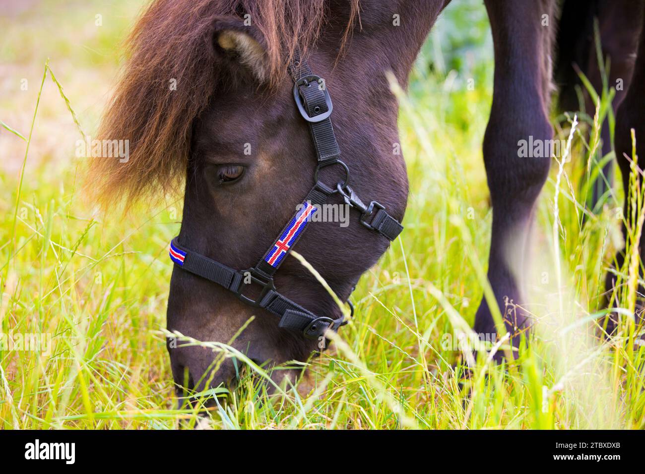 Portrait de cheval islandais - Headshot Banque D'Images