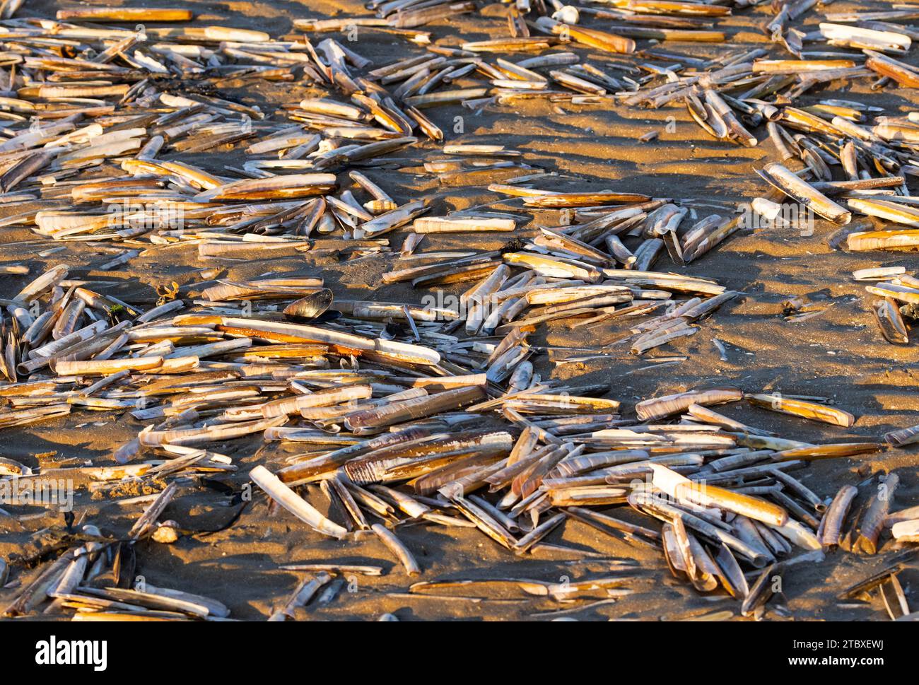 Une tempête hivernale a emporté une masse de coquillages morts, principalement des coquillages de rasoir. La vaste étendue de sables de marée est un habitat idéal pour ces mollusques. Banque D'Images