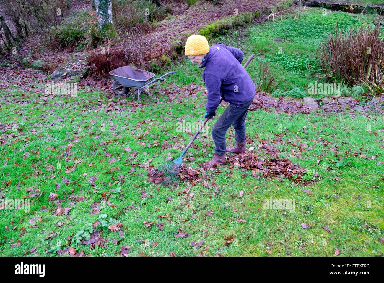 Femme plus âgée ratissant les feuilles d'automne de la pelouse de jardin de campagne à l'aide de brouette de râteau en novembre Carmarthenshire pays de Galles Royaume-Uni Grande-Bretagne KATHY DEWITT Banque D'Images