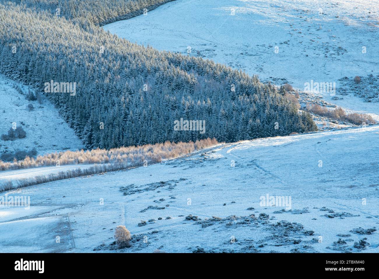 Pins dans la neige de décembre. Glen Brown, Cairngorms, Highlands, Écosse Banque D'Images