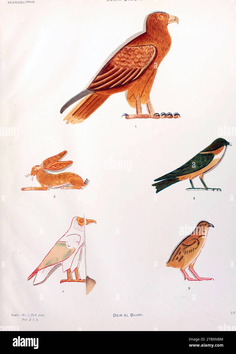 Hiéroglyphes de Deir EL Bahri, illustration Banque D'Images