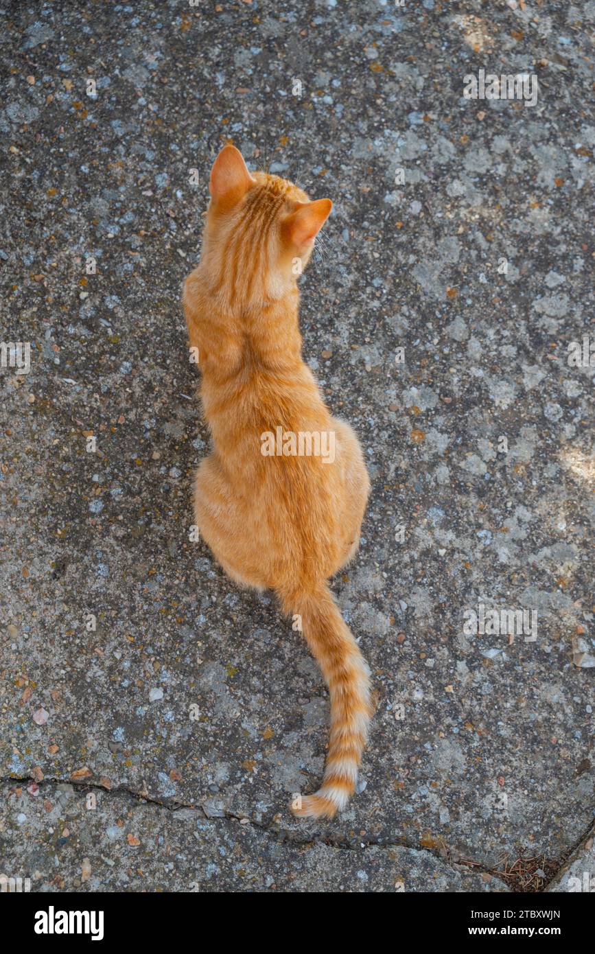 Chat tigré Orange. Banque D'Images