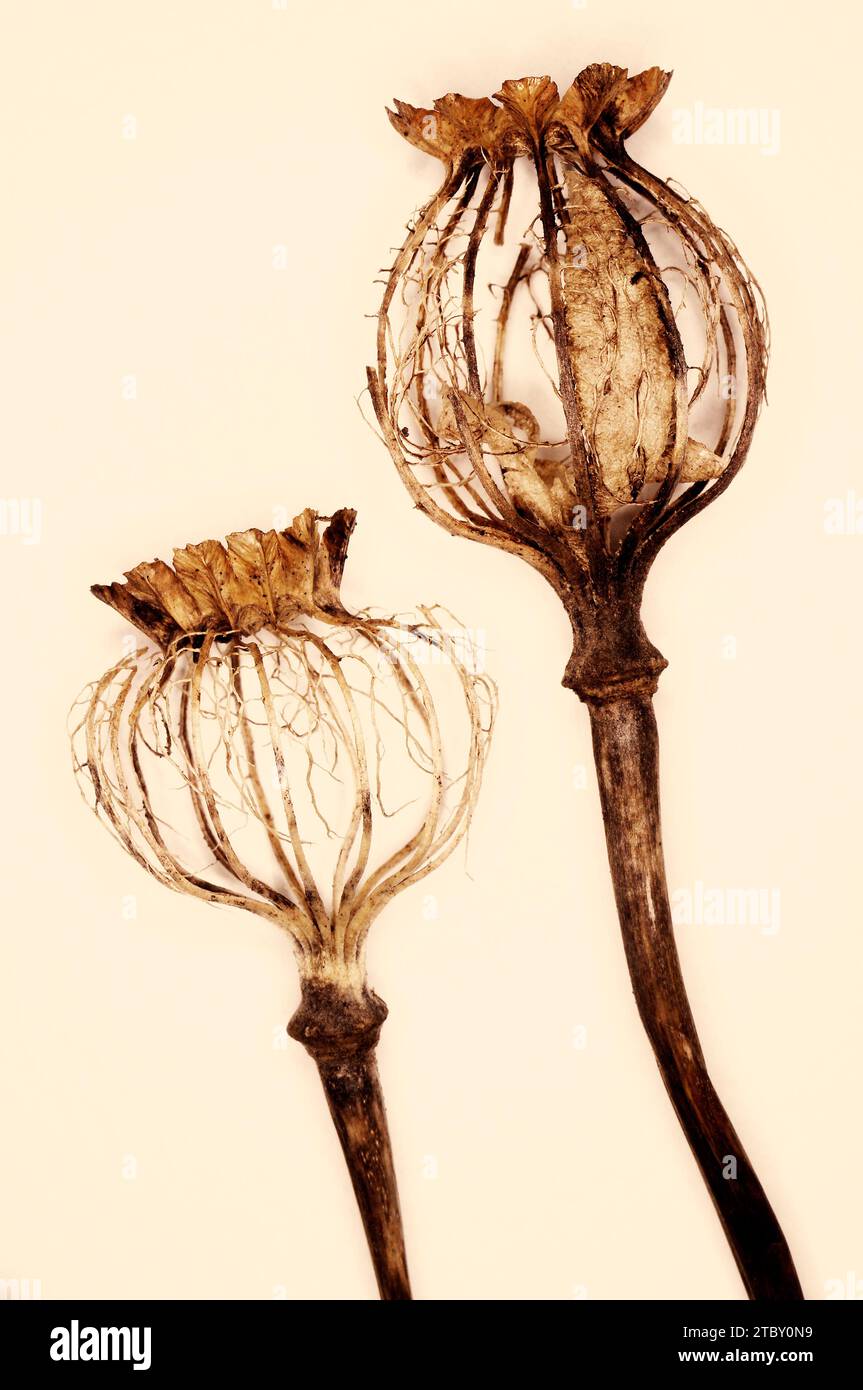 Papaver somniferum «opium Poppy» Banque D'Images