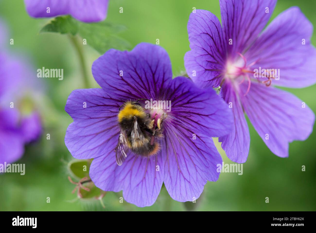 Un bourdon précoce pollinisant une fleur violette de géranium Banque D'Images