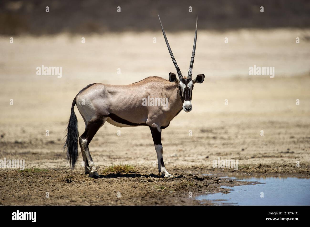 Gemsbok (Oryx gazella) Parc transfrontalier de Kgalagadi, Afrique du Sud Banque D'Images