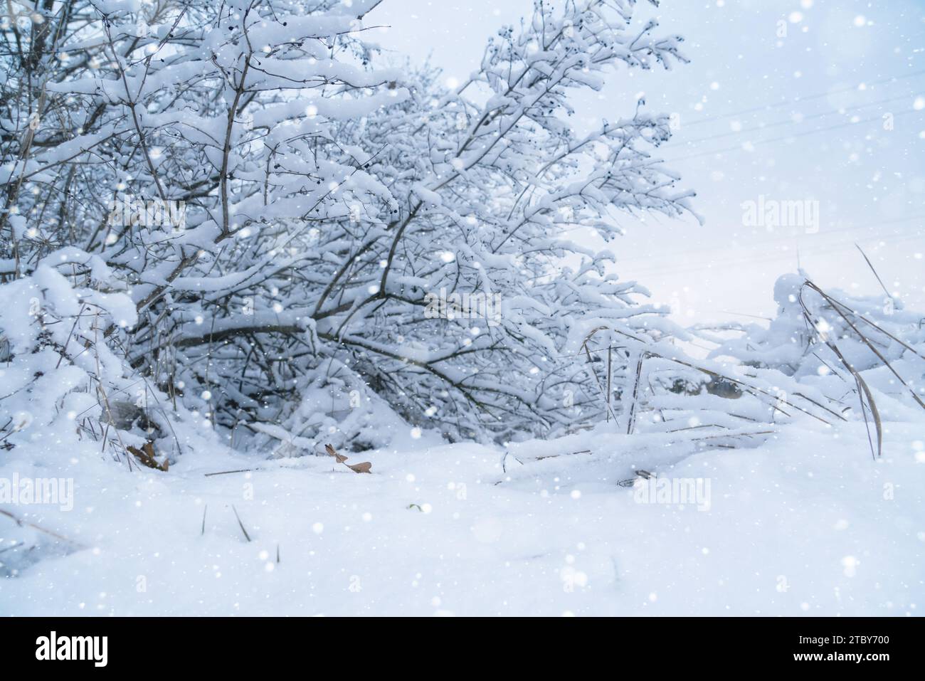 Les branches enneigées des buissons capturent la beauté sereine de l'hiver. Banque D'Images