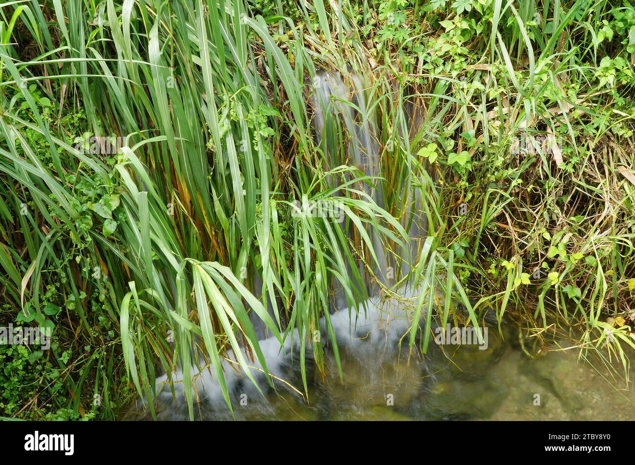 Petite cascade couverte par de hautes herbes Banque D'Images