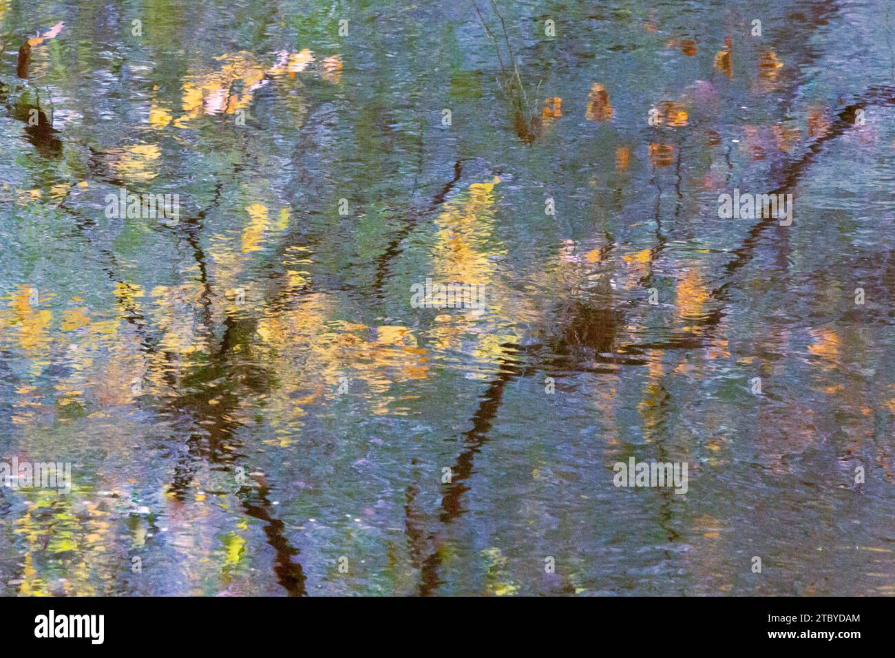 Reflets de branches d'arbres et de feuilles d'automne sur une rivière avec de l'eau qui coule en automne dans une forêt anglaise. Banque D'Images