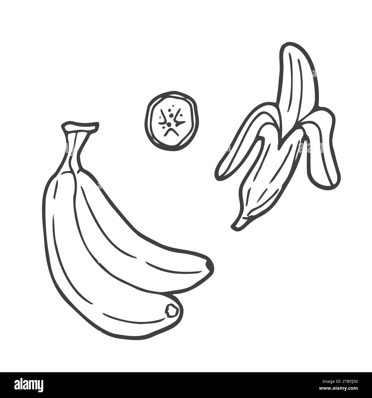 Banane fruit, bouquet. Nutrition biologique alimentation saine. Illustration lucuma vectorielle rétro dessinée à la main gravée. Banane isolée Illustration de Vecteur