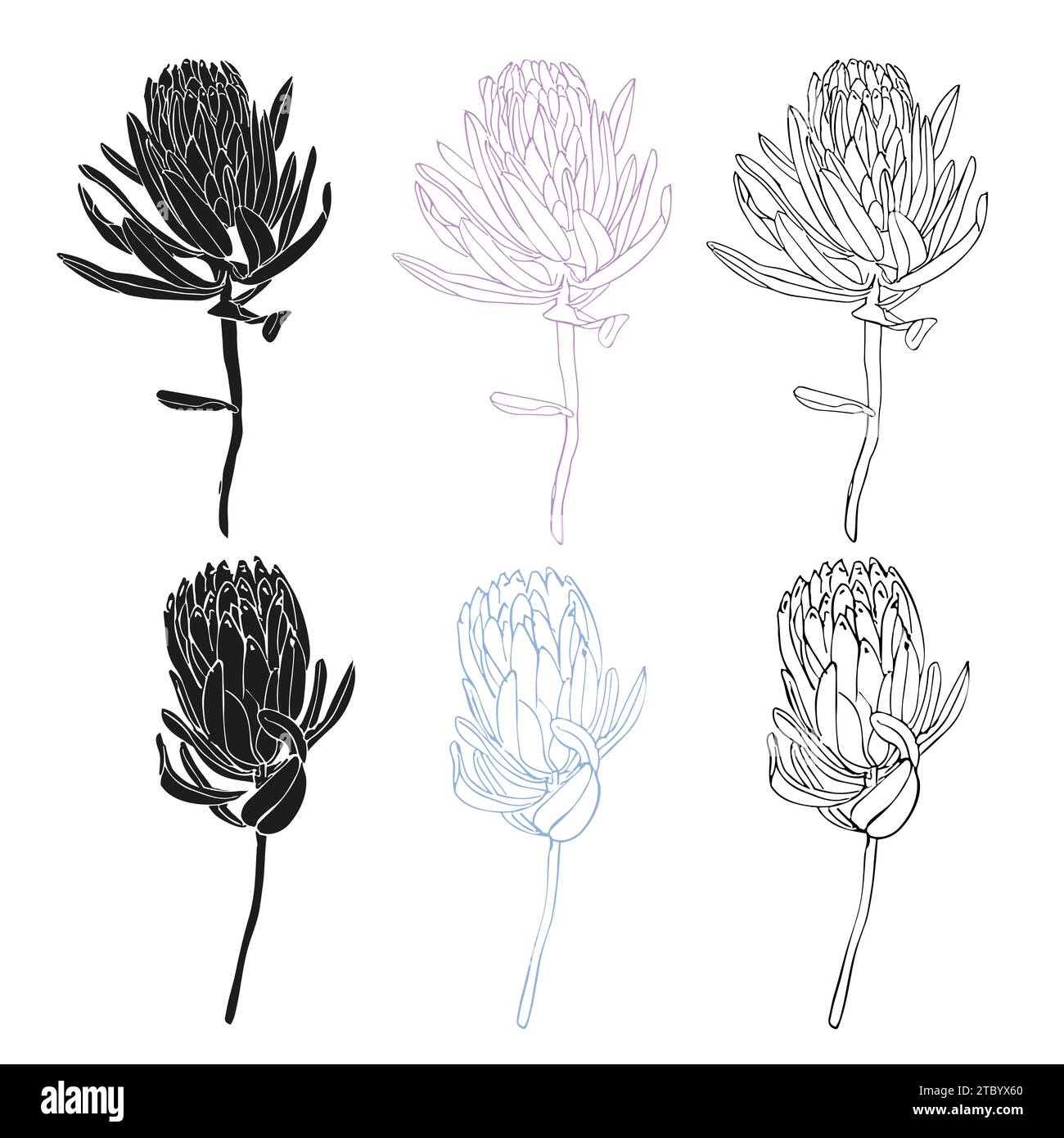 Fleur tropicale, dessin à la main de protea ensemble de fleurs à la mode dessin de ligne, silhouette, illustration vectorielle pour la conception de carte ou d'invitation. Illustration de Vecteur