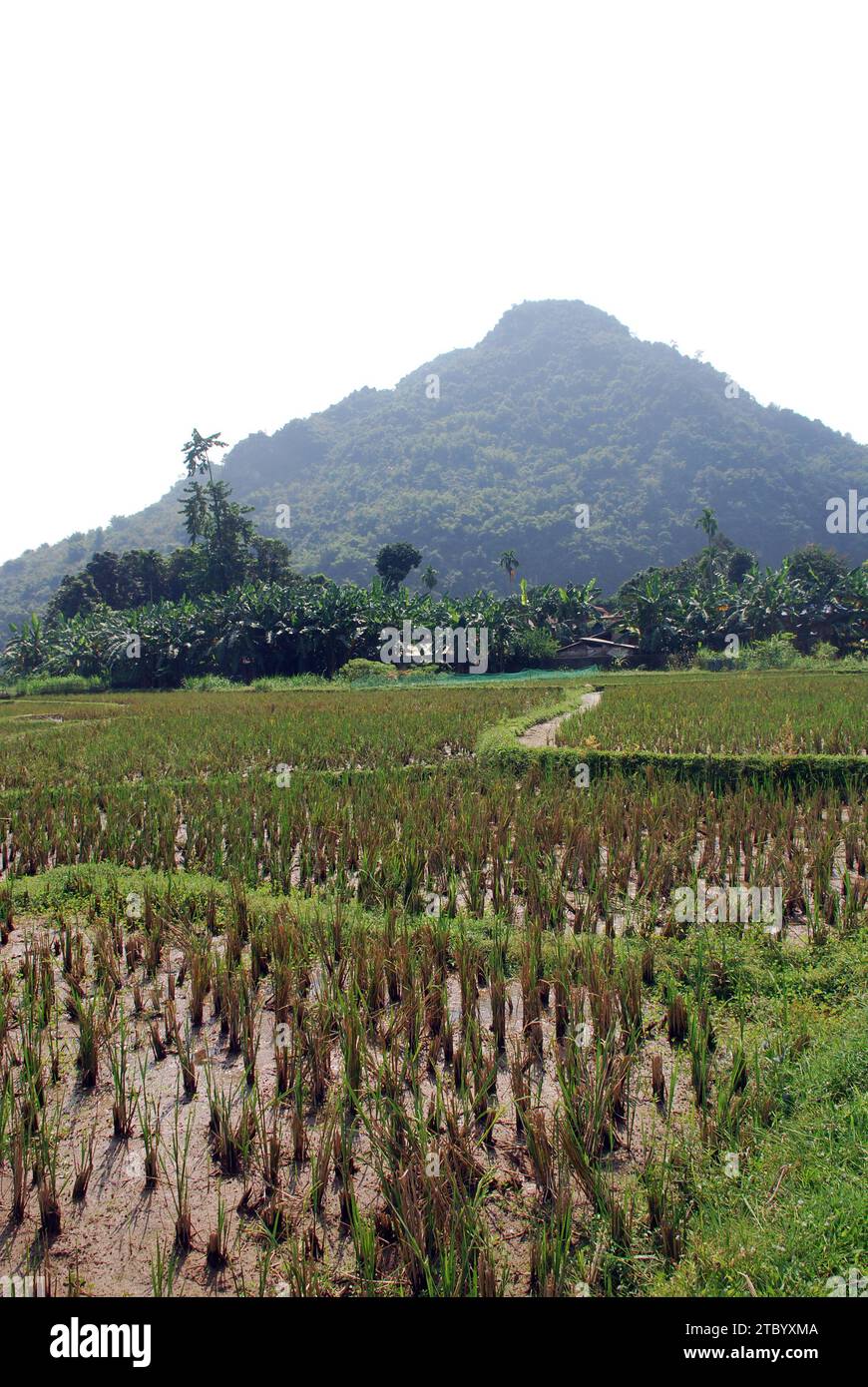 Récolte des rizières dans les montagnes du Nord Vietnam Banque D'Images