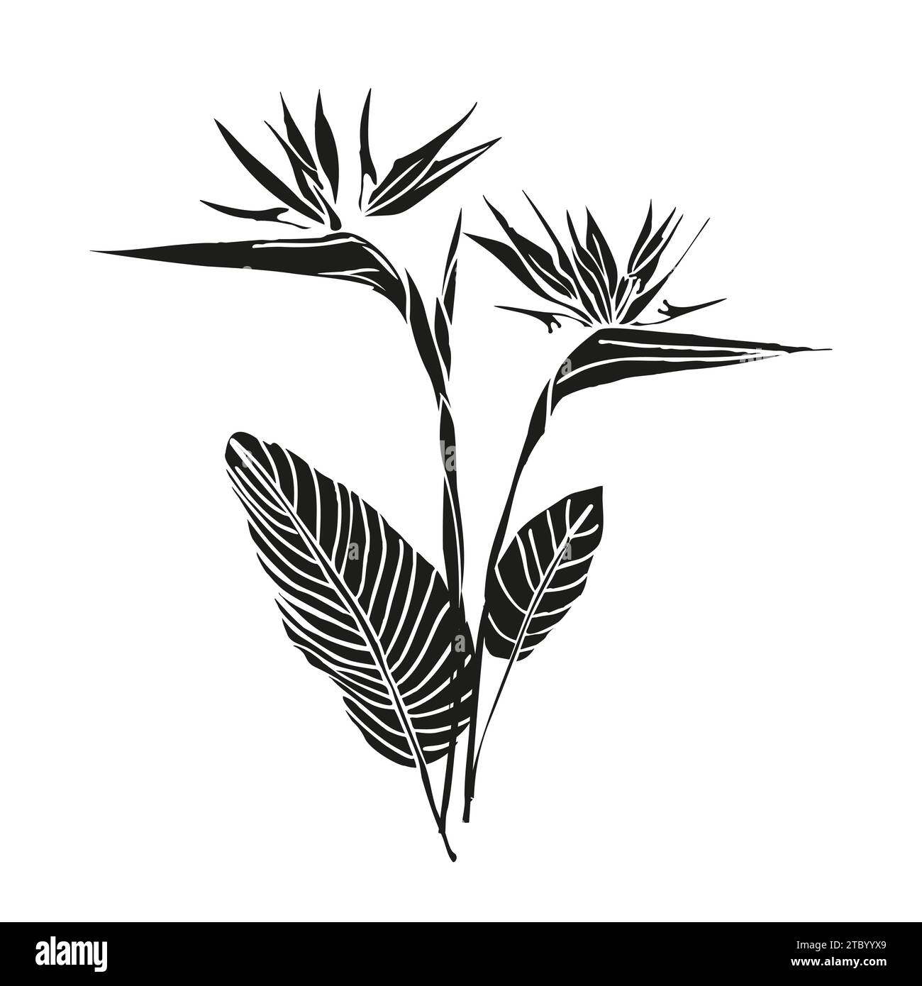 Oiseau de paradis fleur tropicale strelitzia avec feuilles silhouette pour la conception de carte ou invitation, scrapbook. Illustration dessinée à la main de vecteur, isoler Illustration de Vecteur Oiseau de paradis fleur tropicale strelitzia avec feuilles silhouette pour la conception de carte ou invitation, scrapbook. Illustration dessinée à la main de vecteur, isoler Illustration de Vecteur